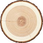 Birch Timber Logs